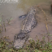 03everglades016