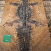03everglades017
