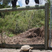 03everglades021