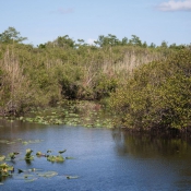 03everglades025