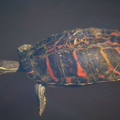 03everglades027