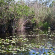 03everglades028