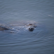 03everglades031