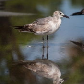 03everglades033