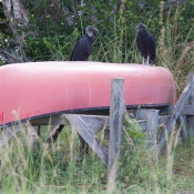 03everglades034