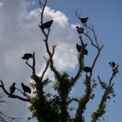 03everglades035