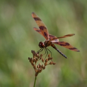 03everglades037