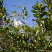 03everglades038