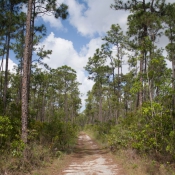 03everglades039