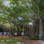 10ftmyers001
