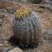 05saltonsea030