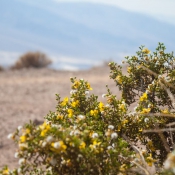 03deathvalley013