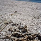 05saltonsea002