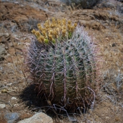 05saltonsea030