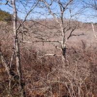 capecod011