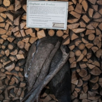monpelier002