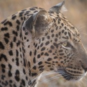 01kruger_np011