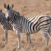 01kruger_np022