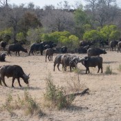 01kruger_np027