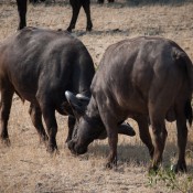 01kruger_np028