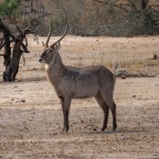 01kruger_np037