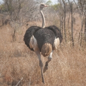 01kruger_np041