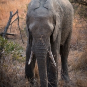 01kruger_np049