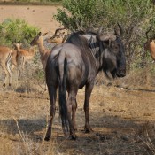 01kruger_np054