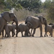 01kruger_np055