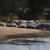 01kruger_np058