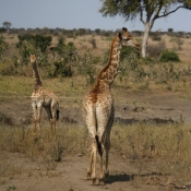 01kruger_np062