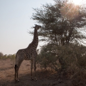 01kruger_np066