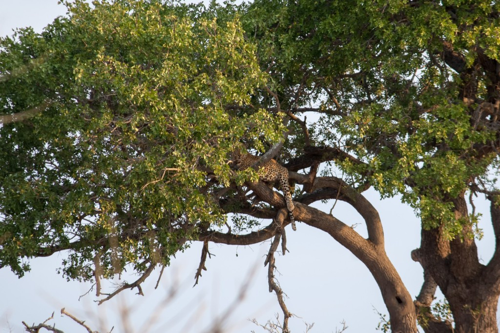 01kruger_np069