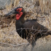 01kruger_np070