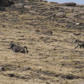 02northern_drakensberg024