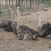07oudtshoorn017