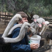 07oudtshoorn019