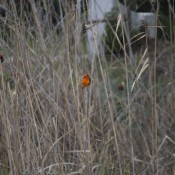 07oudtshoorn024