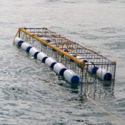 10hermanus003