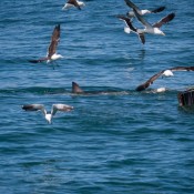 10hermanus005