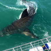 10hermanus017