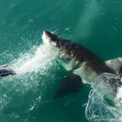 10hermanus019
