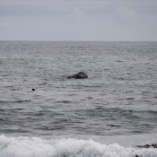 10hermanus020