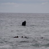 10hermanus021