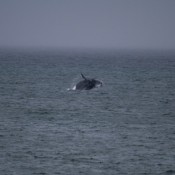 10hermanus022