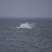 10hermanus023
