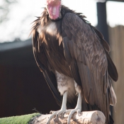01kruger_np003