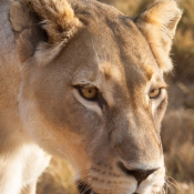 01kruger_np007