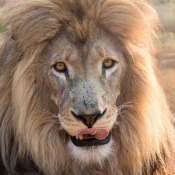 01kruger_np008