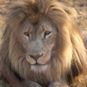 01kruger_np009